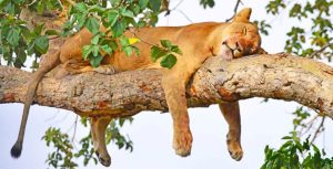 Mutanda Tours safaris tourism Uganda