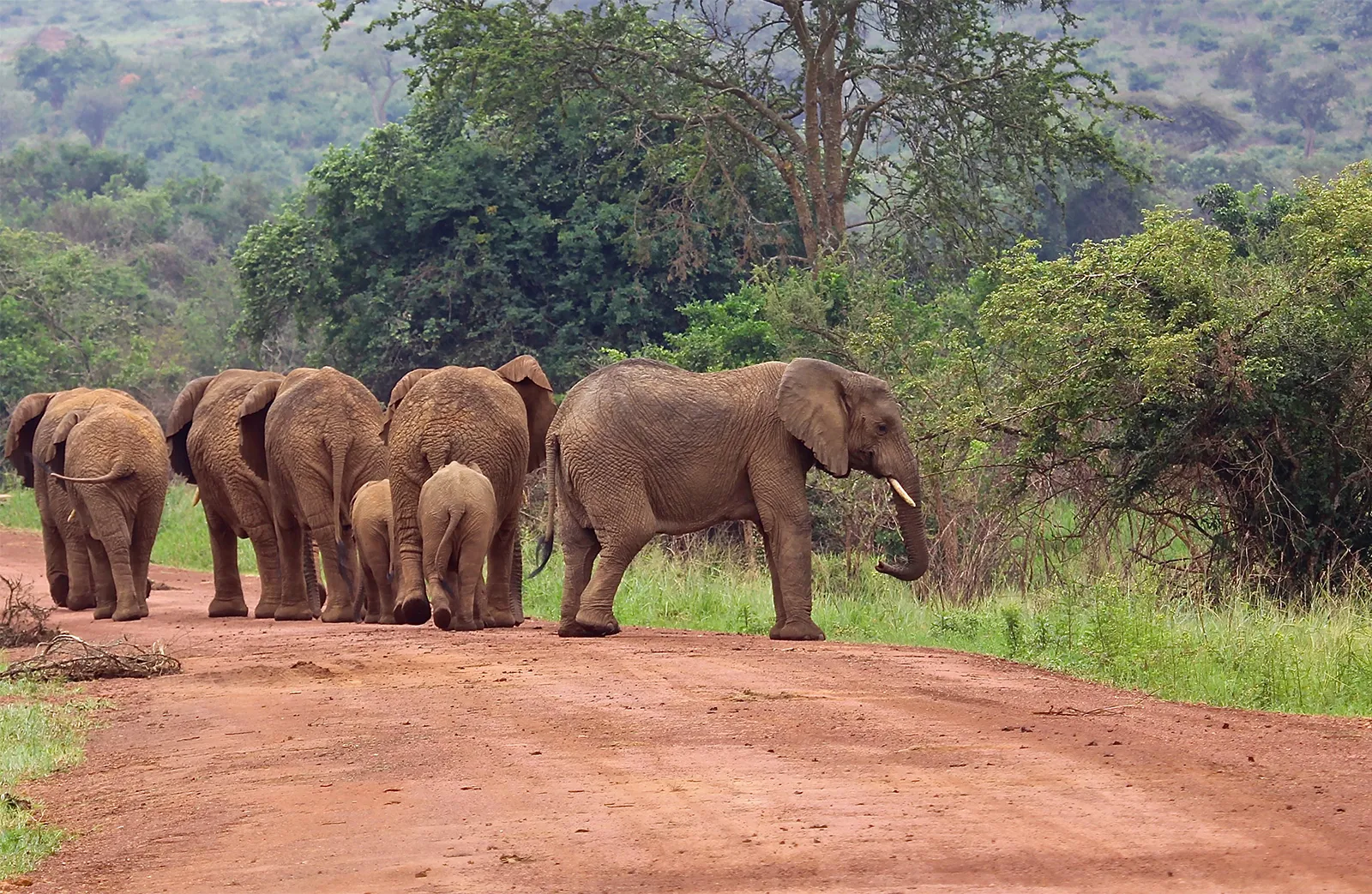 Virunga National Park with Mutanda Tours