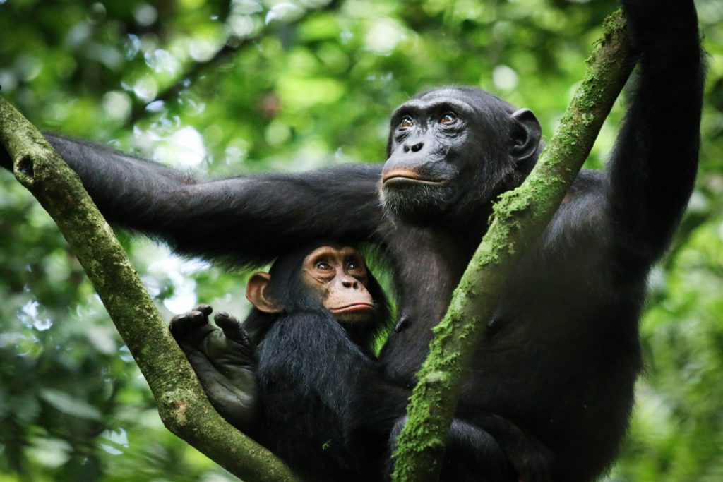 Kibale national park with Mutanda Tours