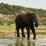 Mutanda Tours safaris