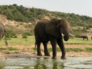 Mutanda Tours safaris