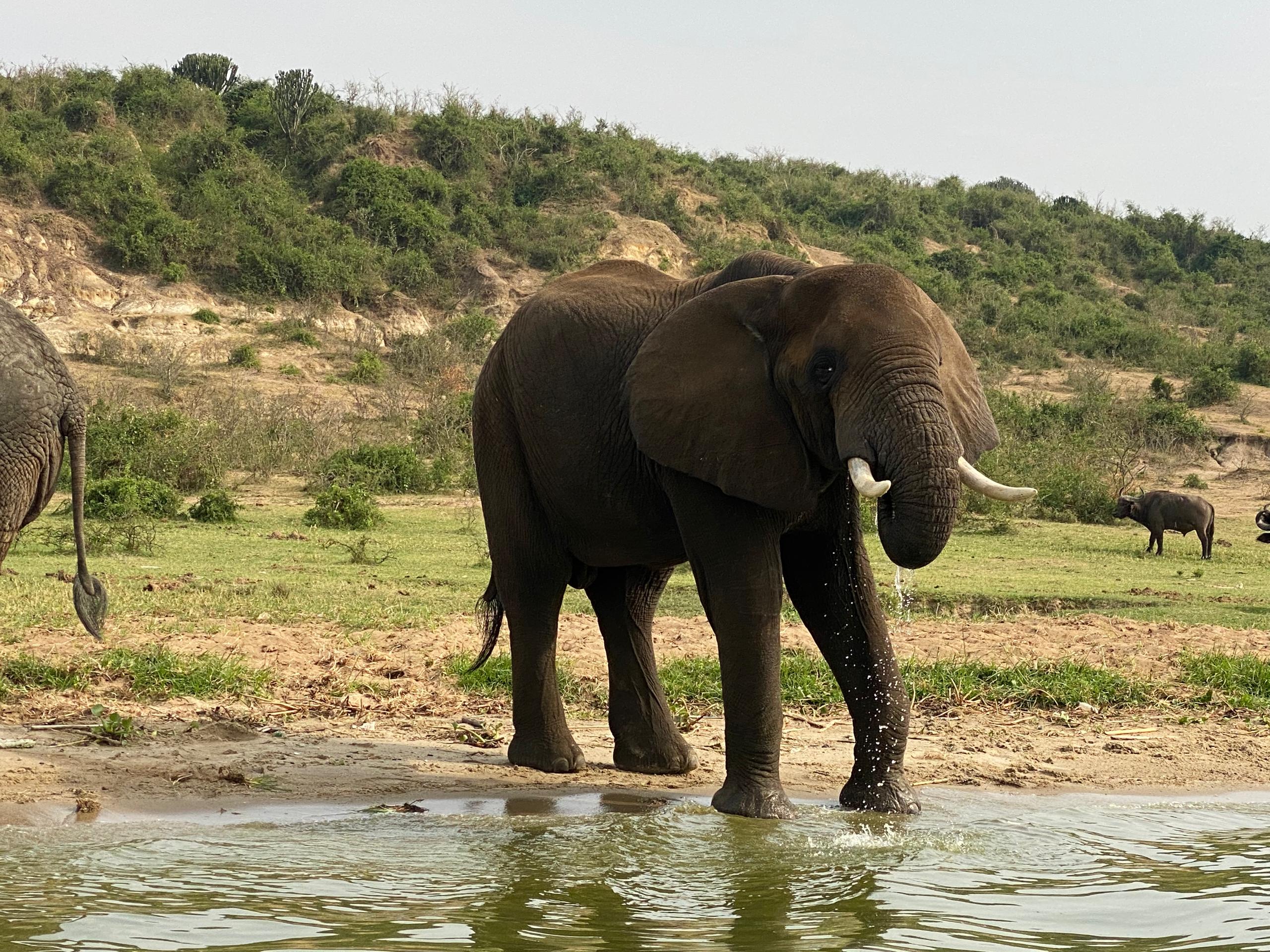 Mutanda Tours safaris