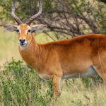 Mutanda Tours safaris for Tourism in Uganda