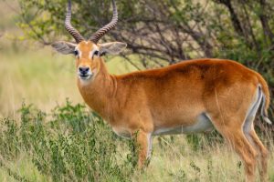 Mutanda Tours safaris for Tourism in Uganda