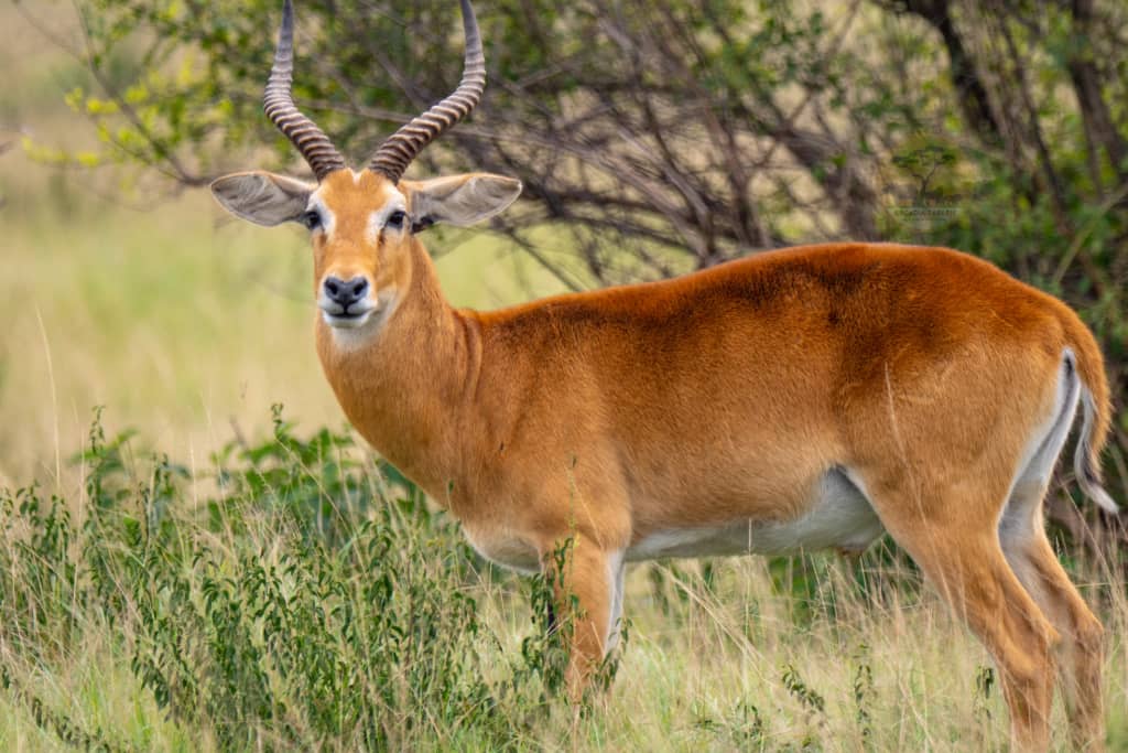 Mutanda Tours safaris for Tourism in Uganda