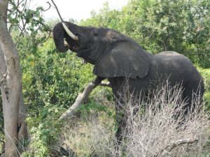 Mutanda Tours Top 5 animals to See on safaris in Uganda