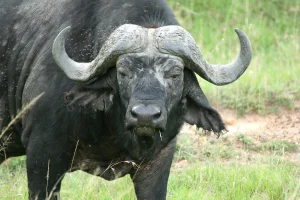 Mutanda Tours Top 5 Animals to See on Safari in Uganda Tourism