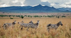kidepo Valley National Park with Mutanda Tours