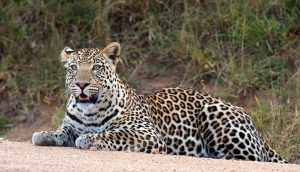 Mutanda Tours Top 5 Animals to See on safaris in Uganda Toursim