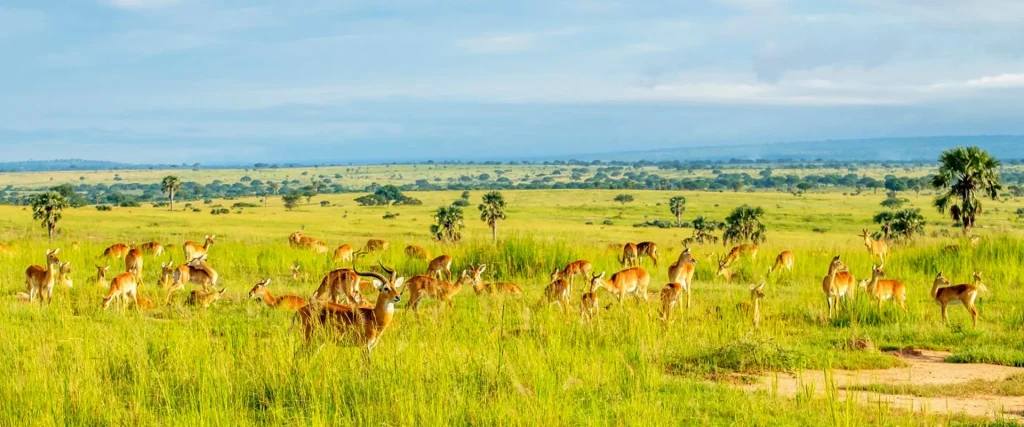 11-days-wild-safaris with Mutanda tours