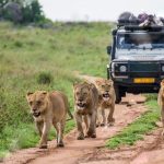 Top 10 Wildlife Safaris in Uganda You Shouldn’t Miss with mutanda tours
