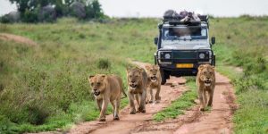 Top 10 Wildlife Safaris in Uganda You Shouldn’t Miss with mutanda tours