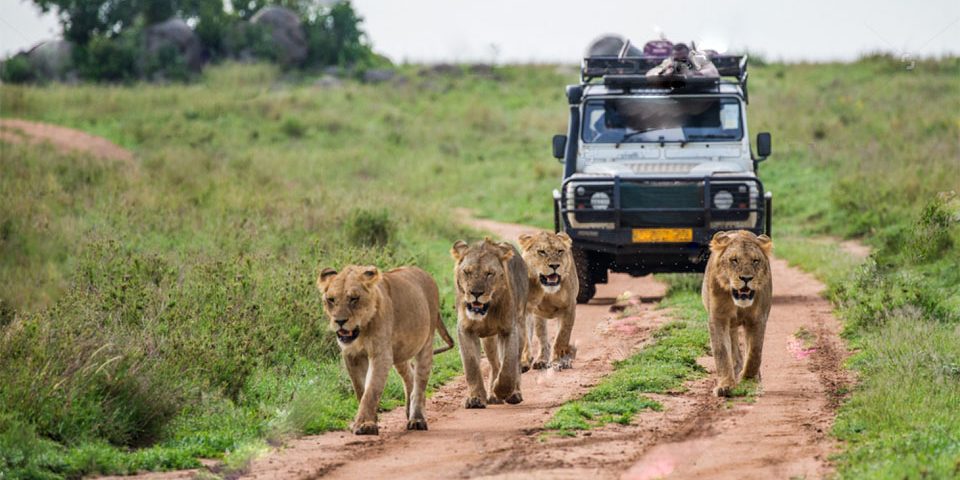 Top 10 Wildlife Safaris in Uganda You Shouldn’t Miss with mutanda tours